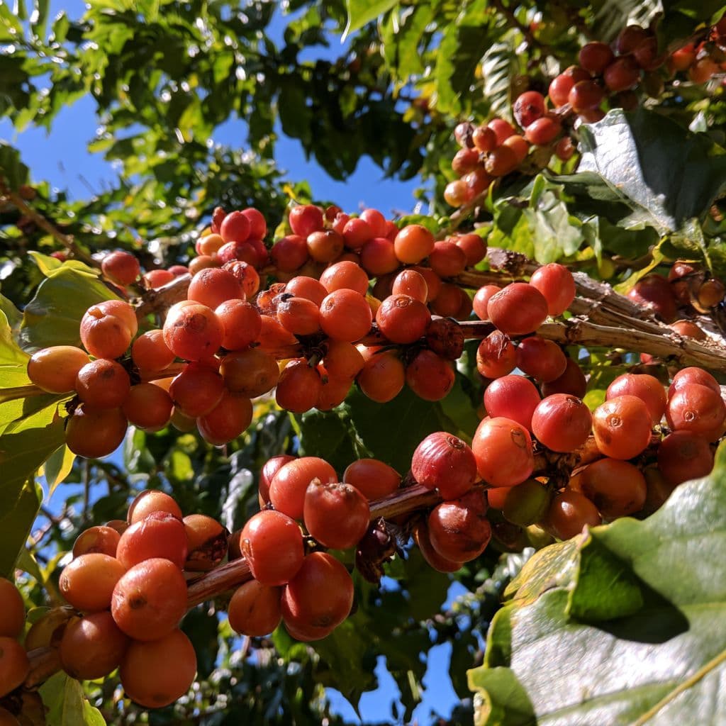 Close-up of a branch loaded with ripe red and orange coffee cherries